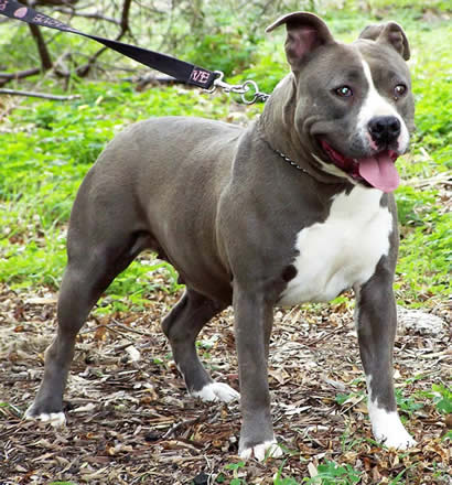 Bellamon Babbling Babs